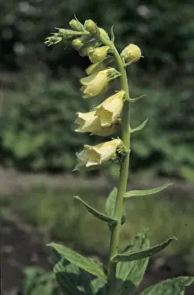Big-flowered foxglove (Digitalis grandiflora)