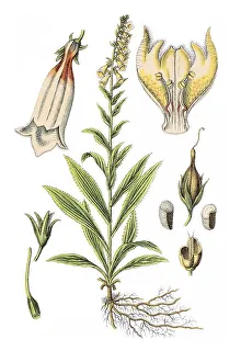Big-flowered foxglove or Large yellow foxglove (Digitalis grandiflora)
