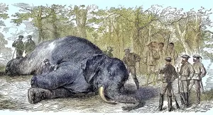 Big game hunt, hunters have killed an elephant