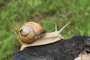 Big garden snail climbing on a stump