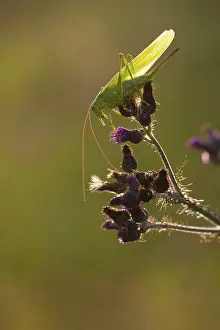 Big Great green bush cricket (Tettigonia viridissima) Rhineland-Palatinate Germany