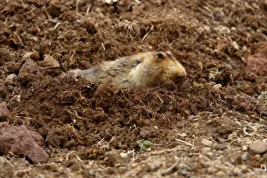 Big-headed mole rat (Tachyoryctes macrocephalus) adult