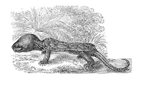 Big-headed turtle (Platysternon megacephalum)