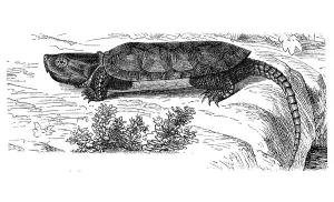 Big-headed turtle (Platysternum megalocephalum)