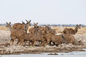 Big Kudu (Tragelaphus strepsiceros)