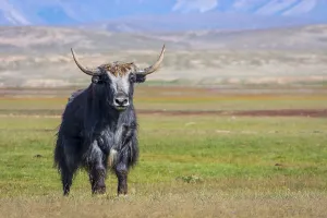 Big male black yak in the pasture in the mountains