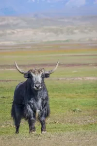 Big male black yak in the pasture in the mountains