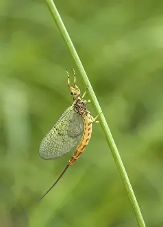 Big mayfly Ephemera danica'<br> Big mayfly Ephemera danica