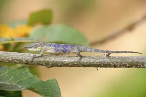 Big-nosed Chameleon (Calumma nasutum)