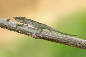 Big-nosed Chameleon (Calumma nasutum)