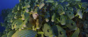 Very big school of Ribboned sweetlips (Plectorhinchus polytaenia)