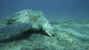 Big Sea Turtle green eats green sea grass on the seabed