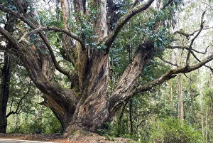 Big sized (Eucalyptus) tree in Nilgiris