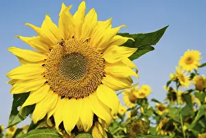 Big sunflower with flying bee under blue sky