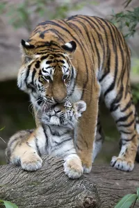 Big tiger gently kissing its young on a tree trunk