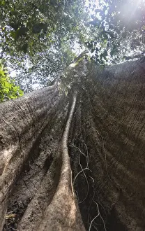 Big tree in the jungle, Kuala Tahan