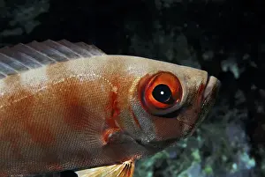 Bigeye, Priacanthus hamrur, Red Sea, Egypt, Africa