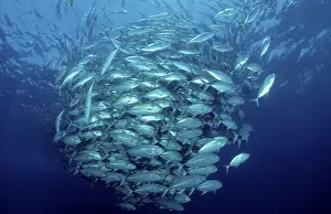 Bigeye Trevallies (Caranx sexfasciatus) (Caranx elacate)