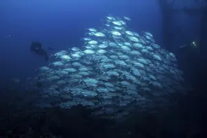 Bigeye Trevally (Caranx sexfasciatus)