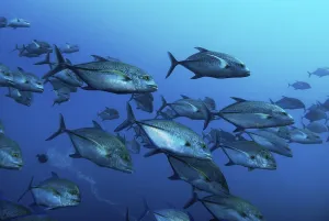 Bigeye Trevallys or Bigeye Jacks (Caranx sexfasciatus)