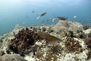 Bigfin Reef Squid (Sepioteuthis lessoniana), Gulf of Oman, Oman, Asia