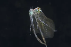 Bigfin reef squid (Sepioteuthis lessoniana)