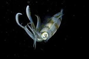 Bigfin Reef Squid (Sepioteuthis lessoniana)