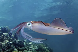 Bigfin Reef Squid (Sepiotheutis lessoniana)