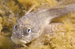 Bighead sculpin (Batrachocottus baicalensis)