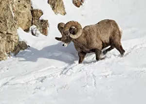 Bighorn bighorn sheep (Ovis canadensis)