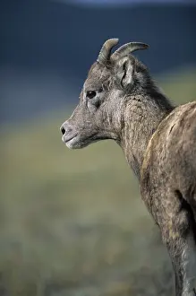 Bighorn Sheep, American Bighorn