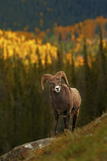 Bighorn sheep (Ovis canadensis)