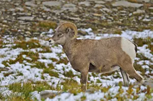 Bighorn Sheep (Ovis canadensis)