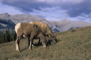 Bighorn Sheep Ram, American Bighorn