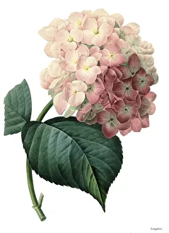 Bigleaf hydrangea (Hydrangea macrophylla)