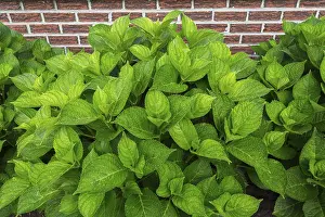 Bigleaf Hydrangea (Hydrangea macrophylla) leaves covered with raindrops in summer