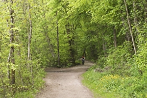Biker in forest near Baierbrunn - Germany
