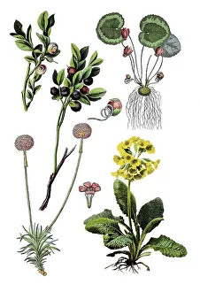 Bilberry, Blueberry, Blackberry