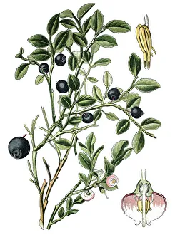 Bilberry (Vaccinium myrrtillus)