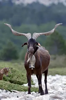 Billy goat, billy goat, Provence