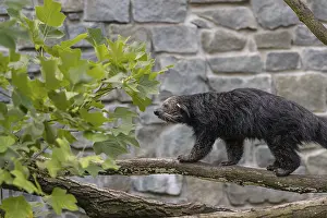 One binturong (Arctictis binturong)