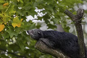 One binturong (Arctictis binturong)