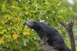 One binturong (Arctictis binturong)