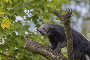One binturong (Arctictis binturong)