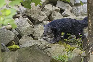 One binturong (Arctictis binturong)