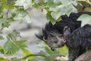 One binturong (Arctictis binturong)