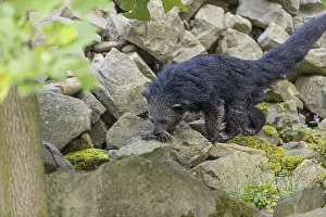 One binturong (Arctictis binturong)