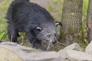 One binturong (Arctictis binturong)