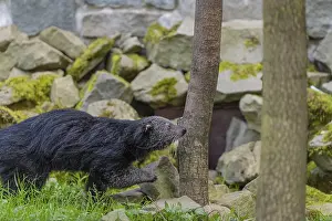 One binturong (Arctictis binturong)