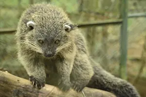 Binturong, marten bear (Arctictis binturong)